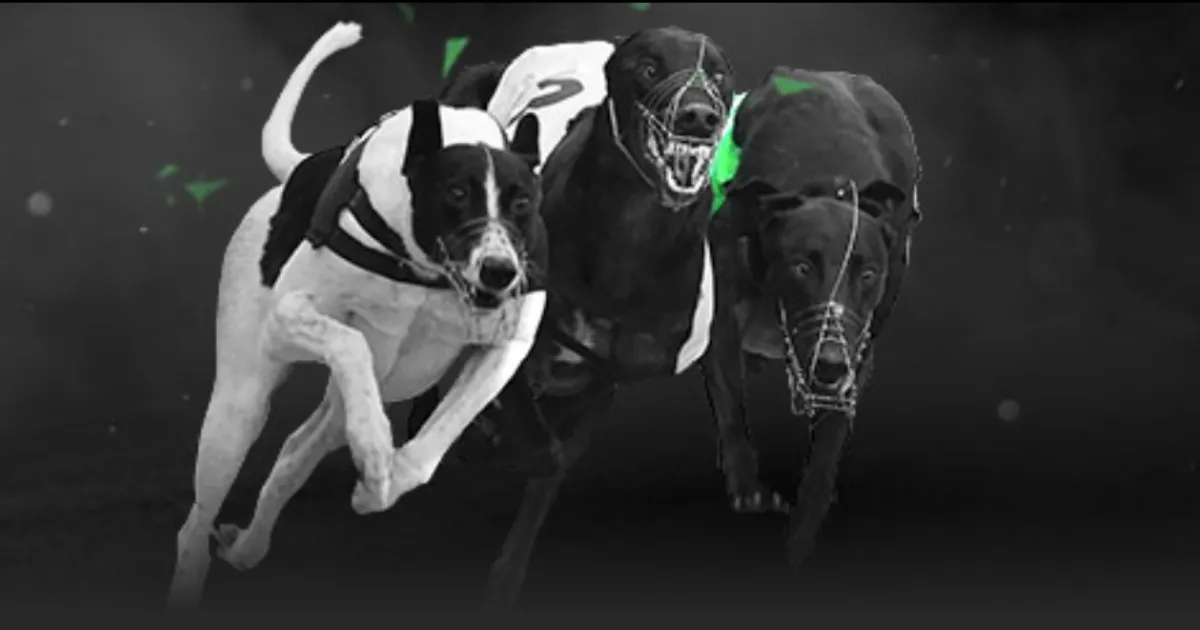 赵继伟助辽,首战胜利,揭幕战迅速,V体育登录入口,V体育平台,V体育注册网址,V体育app,V体育官网,V体育网站,V体育网页版